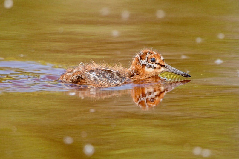 Wilson's Snipe chick by Vernal Buckle; permission required for use.